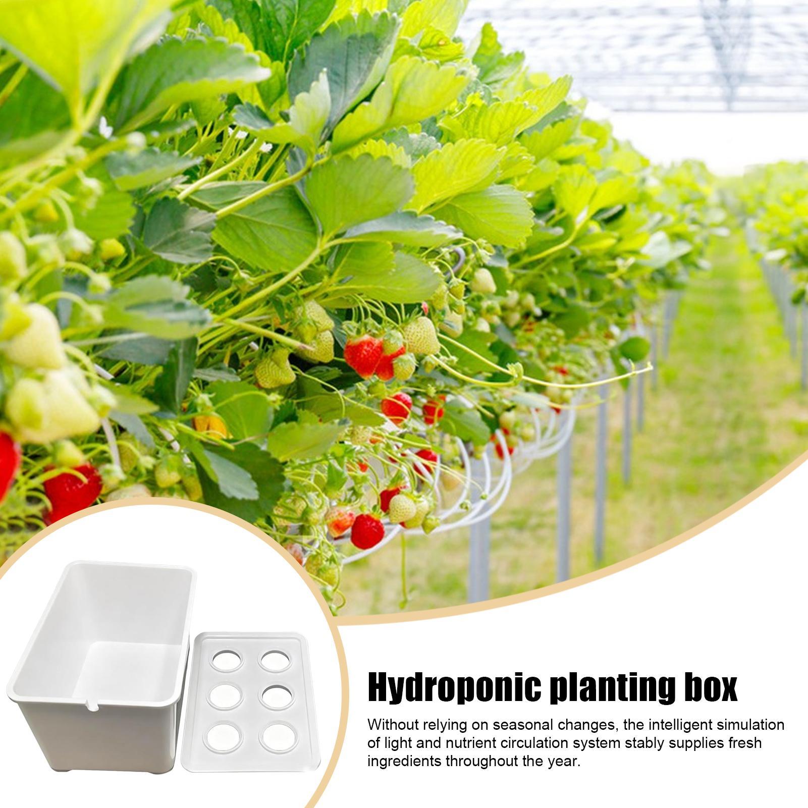 Hydroponic Planting Kit Beginn - Hydroponic Kit recension och pris