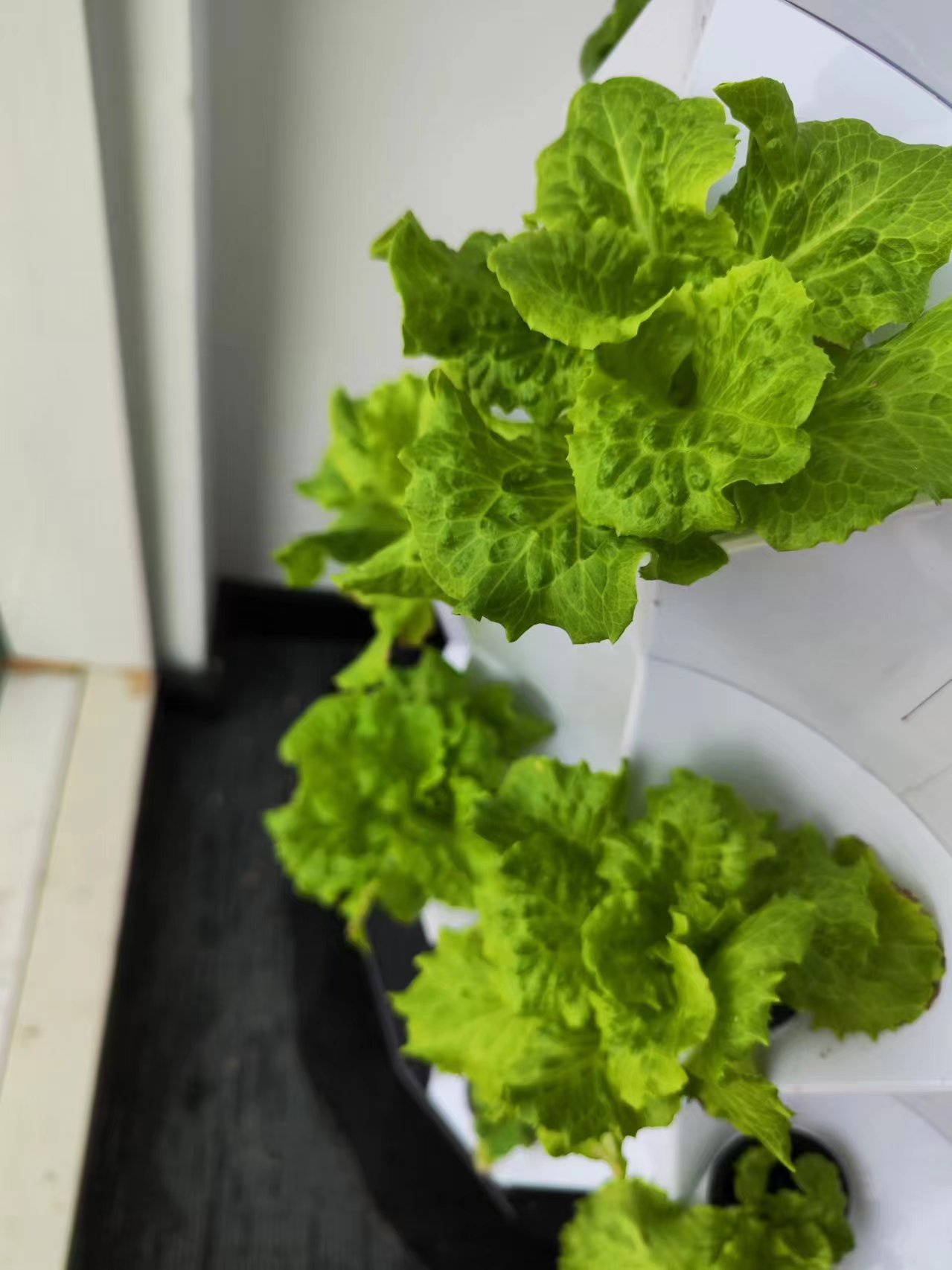 Farm Auto Irrigation Drip Kit  - Hydroponic Kit recension och pris